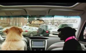 Klinesteker doggedly pursues new car, calling the Forrester the "car worth chasing."