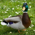 Dave Winn is an all around good egg, say local ducks